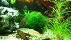 Dekoration im Aquarium Becken 10384