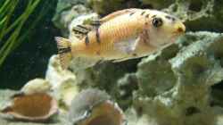 Labeotropheus trewavase red top Tumbi West OB Weibchen