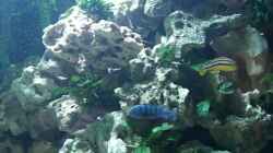 Dekoration im Aquarium Becken 1044