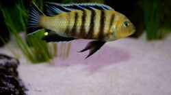 Besatz im Aquarium Mbuna-Bay (VERKAUFT)