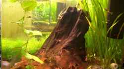 Dekoration im Aquarium Becken 10470