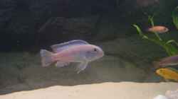Besatz im Aquarium Becken 10495