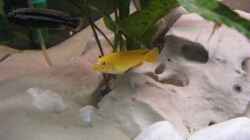 Besatz im Aquarium Becken 10495