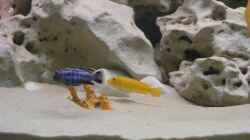 Besatz im Aquarium Becken 10495
