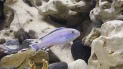 Besatz im Aquarium Becken 10495