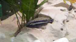 Besatz im Aquarium Becken 10495