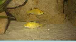 Besatz im Aquarium Becken 105