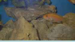 Besatz im Aquarium Becken 105