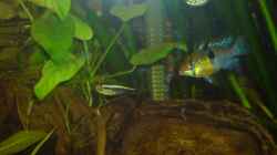 Besatz im Aquarium Becken 10500
