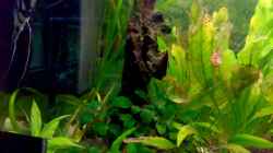 Dekoration im Aquarium 240L - Salmler (nur noch als Beispiel)