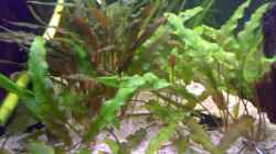 Pflanzen im Aquarium 240L - Salmler (nur noch als Beispiel)