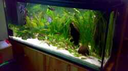 Aquarium 240L - Salmler (nur noch als Beispiel)