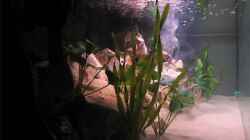 Aquarium Becken 10638