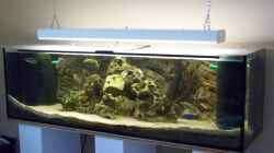 Besatz im Aquarium Becken 10655