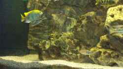 Besatz im Aquarium Becken 10655