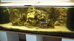 Besatz im Aquarium Becken 10655