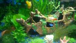 Aquarium Becken 10661