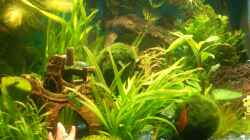 Pflanzen im Aquarium Becken 10661