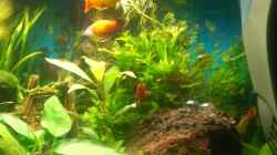 Pflanzen im Aquarium Becken 10661