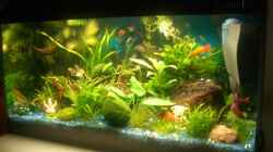 Aquarium Becken 10661