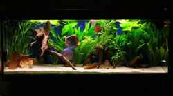 Aquarium Becken 10714