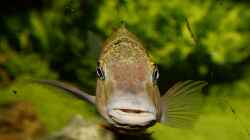 Simochromis Diagramma WF Bock 