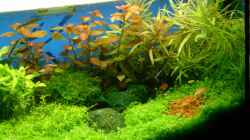 Aquarium Becken 10757