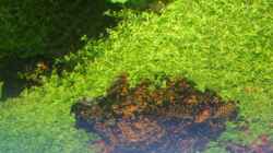 Aquarium Becken 10757