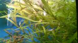 Pflanzen im Aquarium Becken 10757