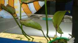 Pflanzen im Aquarium Becken 10757