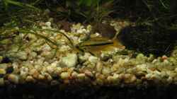 Weibchen Apistogramma cacatuoides