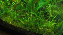 Echinodorus tenellus-Teppich