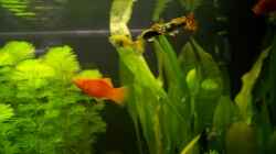meine Platys und Guppys