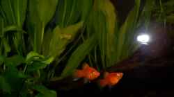 meine Platys