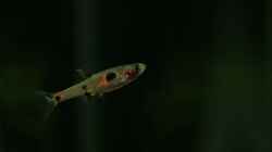 Besatz im Aquarium Becken 10845