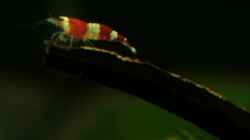 Besatz im Aquarium Becken 10845