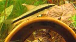 Besatz im Aquarium Becken 10880