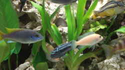 Besatz im Aquarium Becken 10914