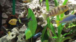 Besatz im Aquarium Becken 10914
