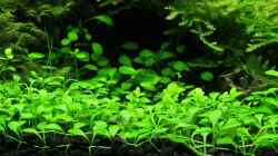 Pflanzen im Aquarium Becken 10952