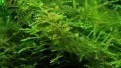 Pflanzen im Aquarium Becken 10952