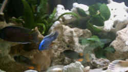 Sciaenochromis fryeri Männchen 30.03.05