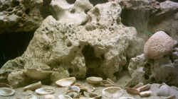 Muscheln von der Algarve/Portugal