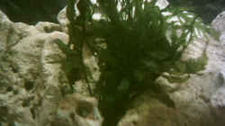 Bolbitis heudelotii Kongo-Wasserfarn