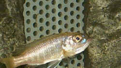 Scianenochromis ahli Weibchen mit Jungtieren im Maul
