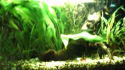 Dekoration im Aquarium Becken 10976