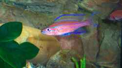 noch ein Bock Paracyprichromis nigripinnis ´blue neon´