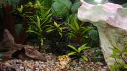 Dekoration im Aquarium Becken 11023