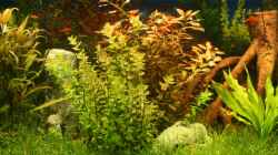 Pflanzen im Aquarium Becken 11042