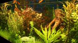 Aquarium Becken 11042